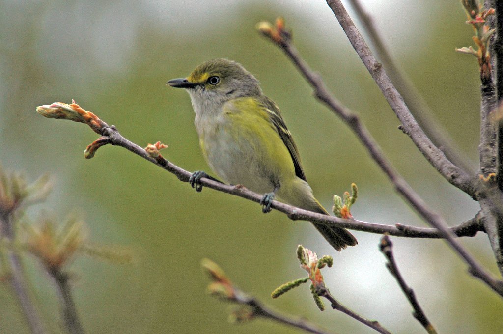 Vireo, White-eyed, 2006-05091911 Bellplain State Forest, NJ.JPG - White-eyed Vireo, Bellplain State Forest, NJ, 5-9-2006